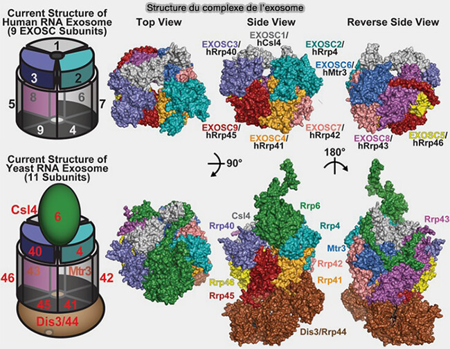 Structure du complexe de l'exosome