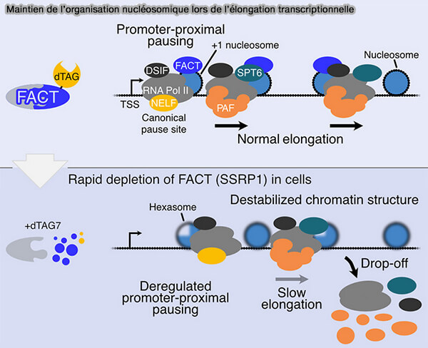 Maintien de l’organisation nucléosomique lors de l’élongation transcriptionnelle