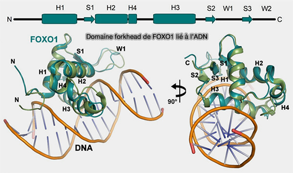 Domaine forkhead de liaison à l'ADN