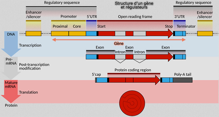 Structure d'un gène et régulateurs