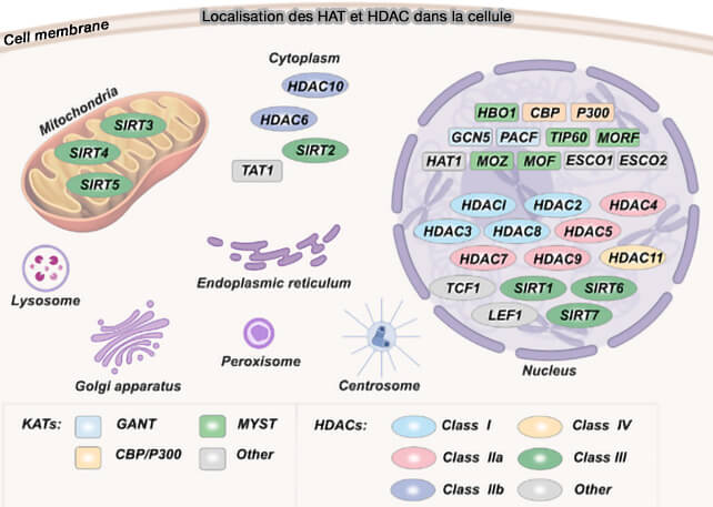 Localisation des HAT et des HDAC dans la cellule