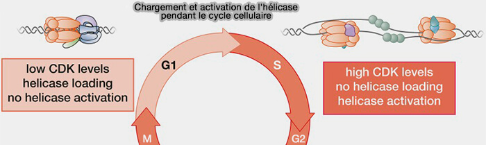 Chargement et activation de l'hélicase pendant le cycle cellulaire