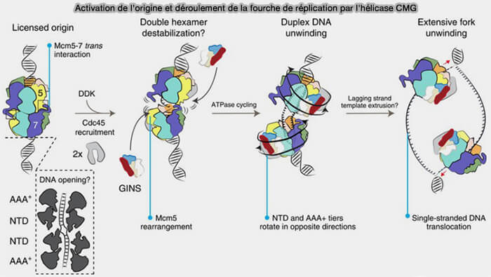 Activation de l'origine et déroulement de la fourche de réplication par l'hélicase CMG