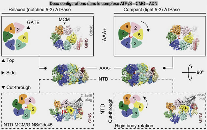Deux configurations dans le complexe ATPγS-CMG-ADN