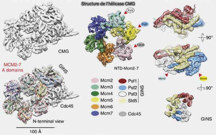 Structure de l'hélicase CMG