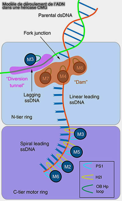 Modèle de déroulement de l'ADN de l'hélicase MCM2-7