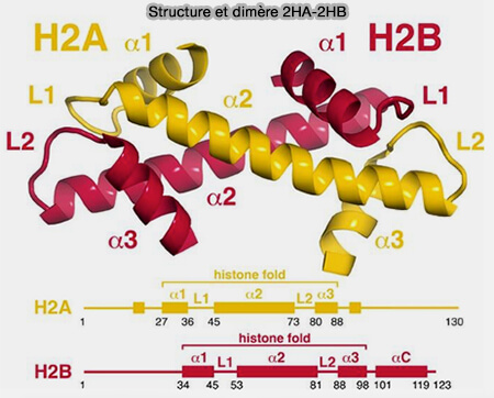 Structure et dimère 2A-2B