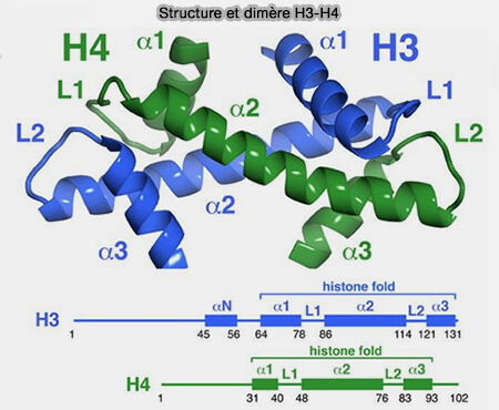 Structure et dimère H3-H4