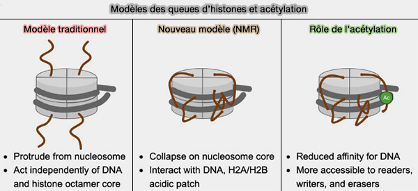 Rôle de l'acétylation des histones