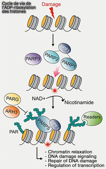 ADP-rybosylation des histones