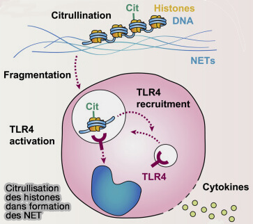 Citrullisation des histones et NET