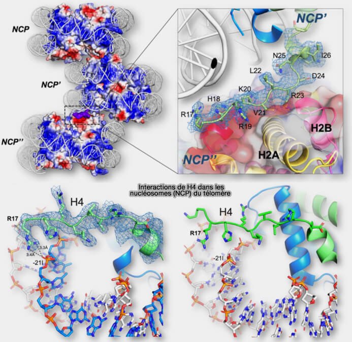 Interactions de H4 avec les nucléosomes télomériques