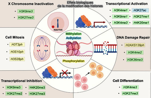 Effets biologiques principaux de la modification des histones