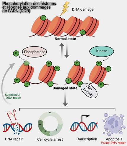 Phosphorylation des histones et dommages de l'ADN