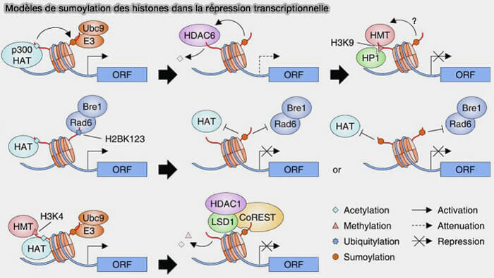 Modèles de sumoylation des histones dans la répression transcriptionnelle