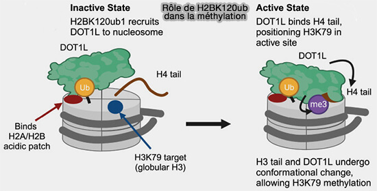 Rôle de H2BK120ub dans la méthylation
