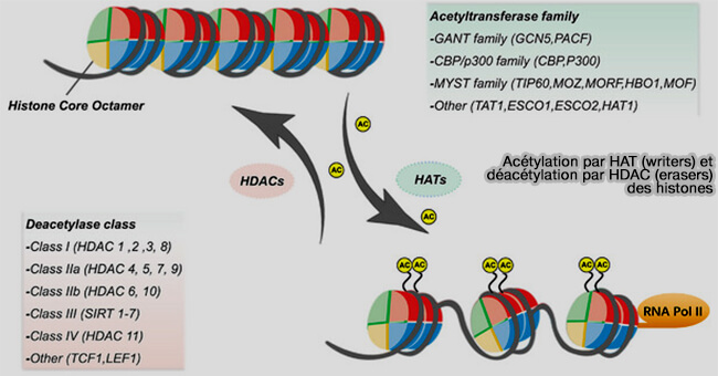 Acétylation et déacétylation des histones