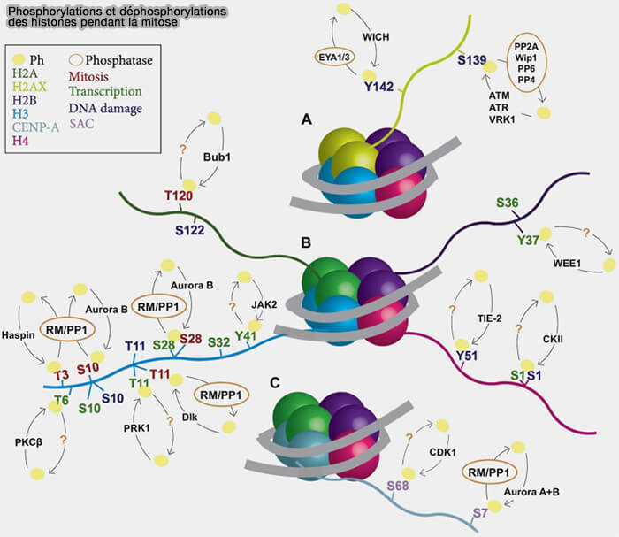 Phosphorylations et déphosphorylationsdes histones pendant la mitose