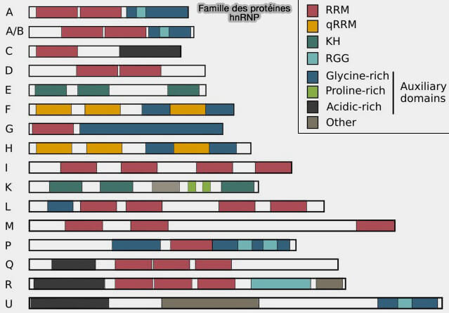 Structure des protéines hnRNP