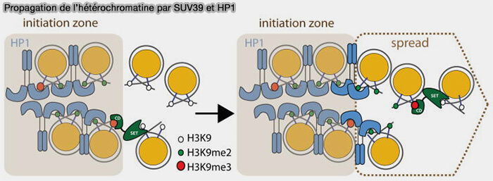 Propagation de l’hétérochromatine par SUV39 et HP1