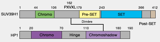 Structure de SUV39H1 et HP1