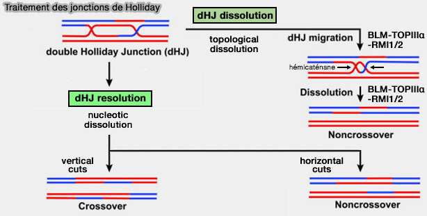 Traitement des jonctions de Holliday