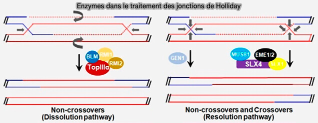 Enzymes dans le traitement des jonctions de Holliday