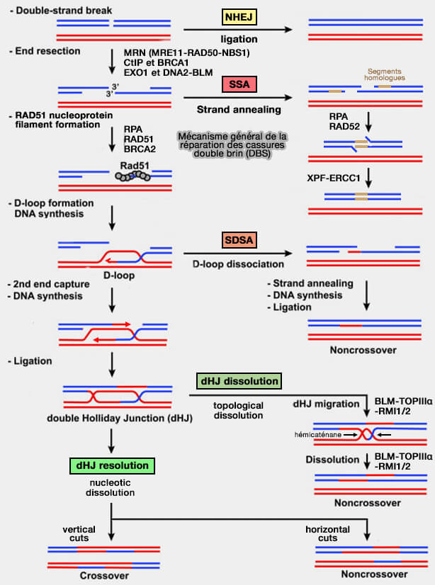 Mécanisme global des cassures double brin de l’ADN (DSB, Double-Strand Breaks) 