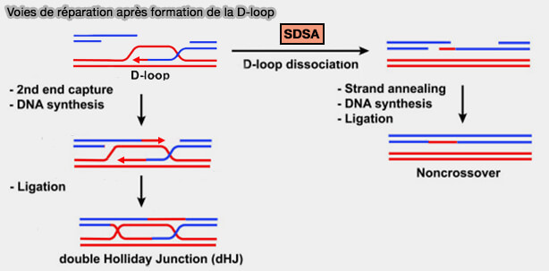 Voies de réparation après formation de la D-loop