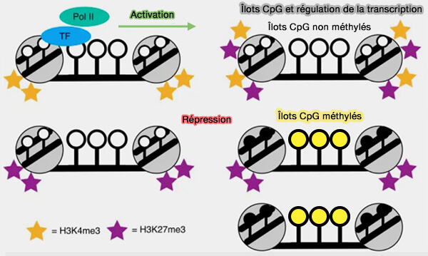 Îlots CpG et régulation de la transcription