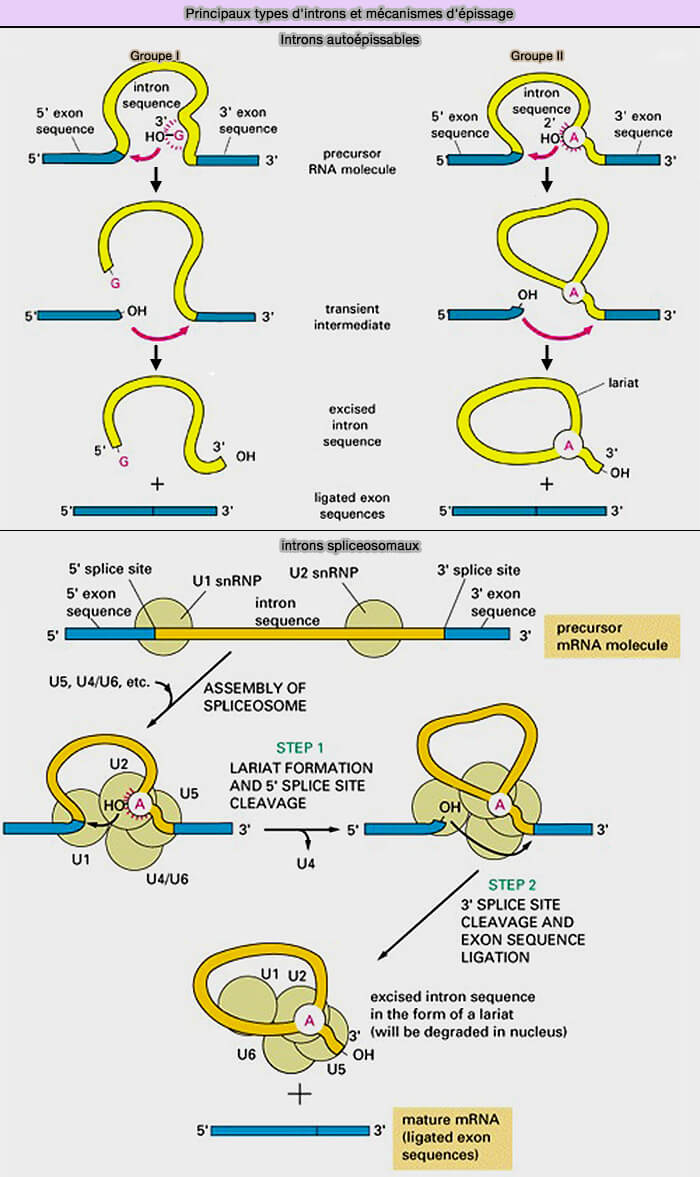 Principaux types d'introns et mécanismes d'épissage