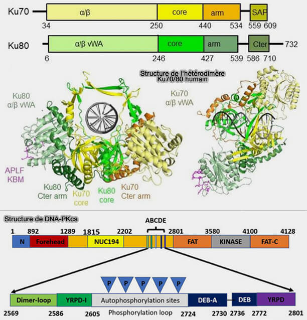 Structure de l'hétérodimère Ku70/Ku80