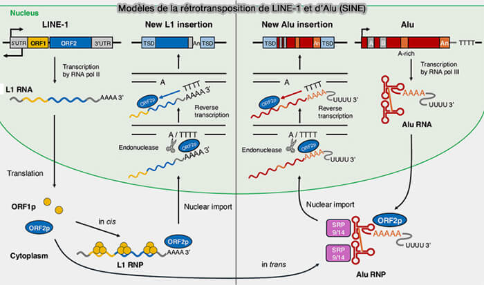 Modèles de la rétrotransposition de LINE-1 et d’Alu (SINE)