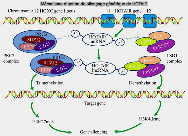 Mécanisme d'action du silençage génétique par la lncRNA Hotair