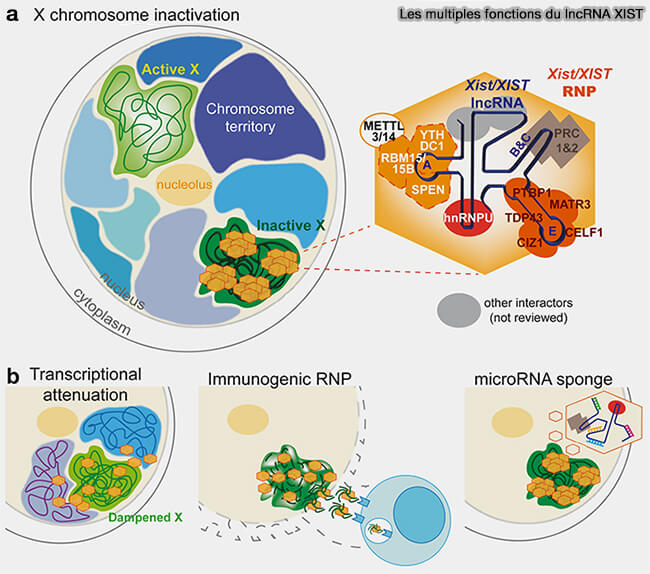 Les multiples fonction du lncRNA Xist