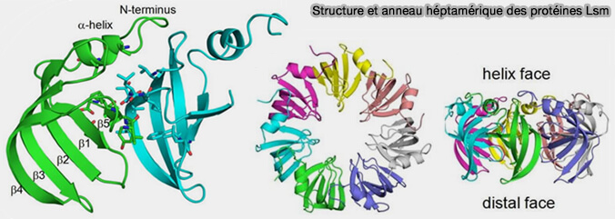 Structure et anneau héptamérique des protéines Lsm