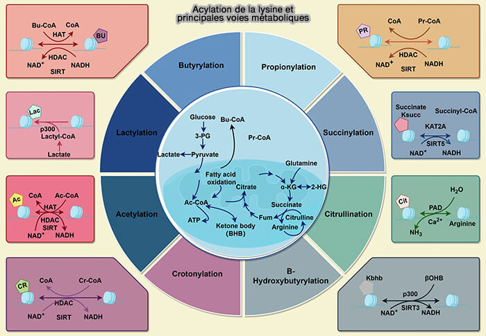 Acylation de la lysine et principales voies métaboliques