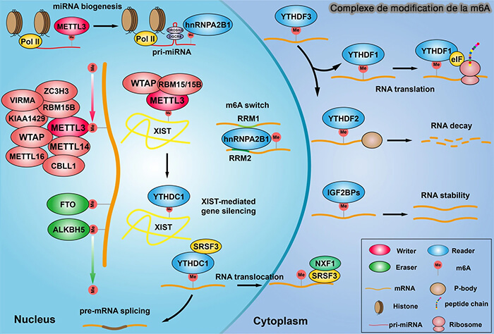 Biogenèse et régulation de m6A