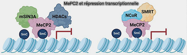 Îlots CpG et régulation de la transcription