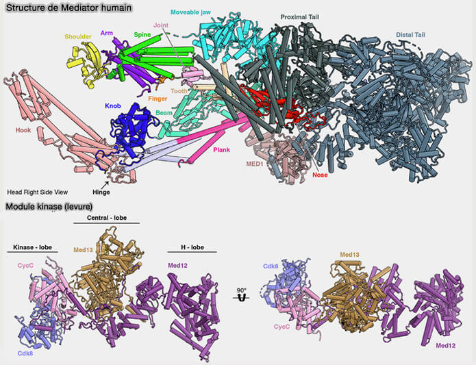 Structure de Mediator
