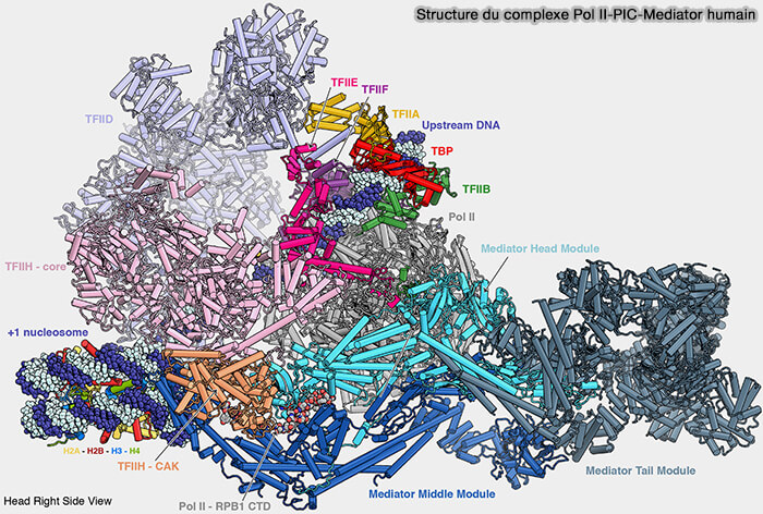 Structure du complexe Pol II PIC-Mediator humain