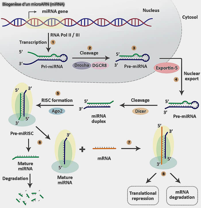 Biogenèse des miRNA