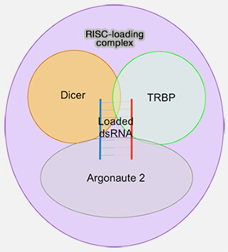 Complexe RLC (RISC-loading complex