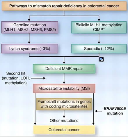 Mécanisme de réparation des mésappariements (MMR) 