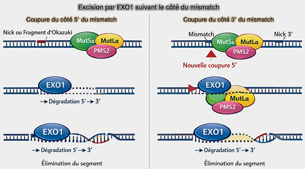 Excision par EXO1 suivant le côté du mismatch