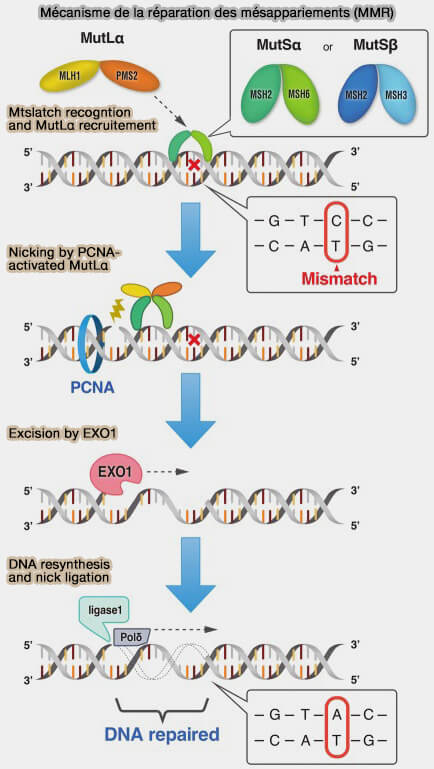 Mécanisme de réparation des mésappariements (MMR) 