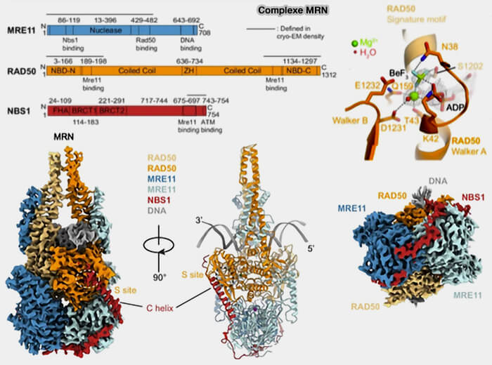 Structure du complexe MRN