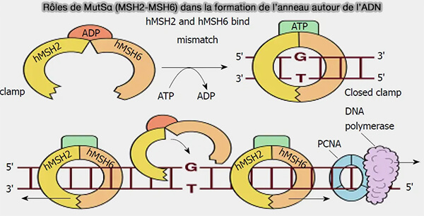 Rôles de MutSα (MSH2-MSH6) dans la formation de l’anneau autour de l’ADN