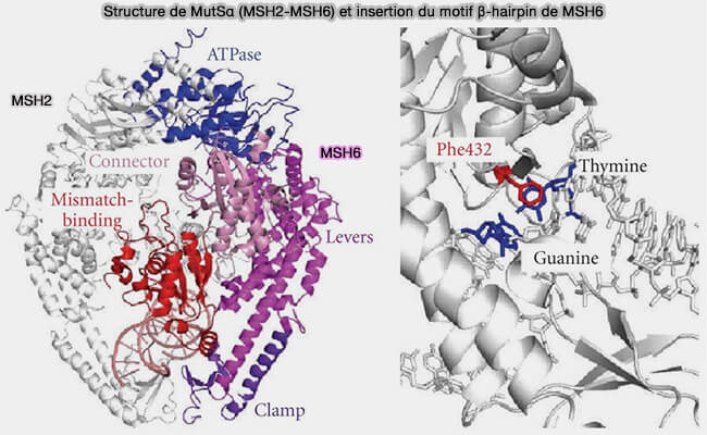 Structure de MutSα (MSH2-MSH6) et insertion du motif β-hairpin de MSH6