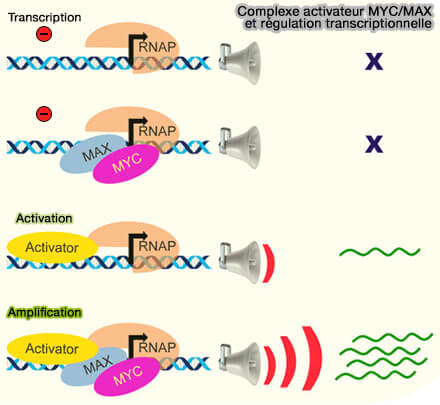 Complexe activateur MYC/MAX